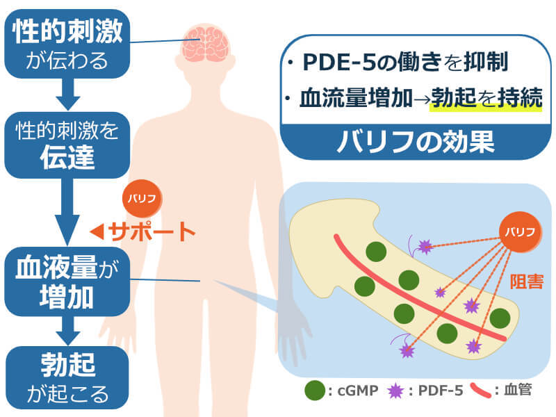 バリフの作用機序