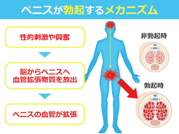 ペニスが勃起するメカニズム