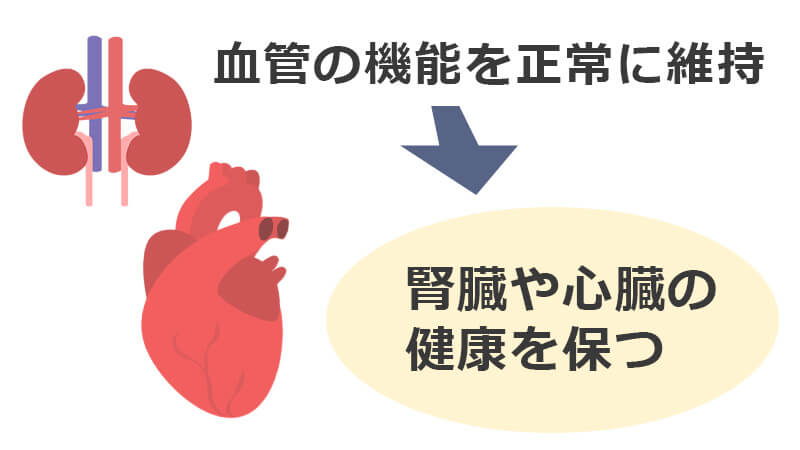 フォシーガの血管機能への働き