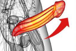 ペニス増大サプリの効果と特徴