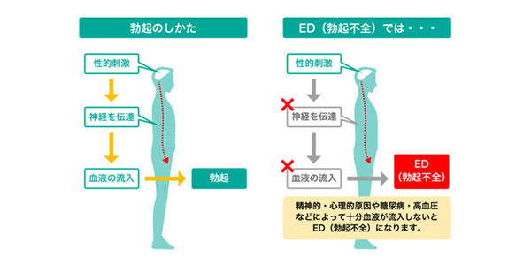 タダラフィルの作用機序